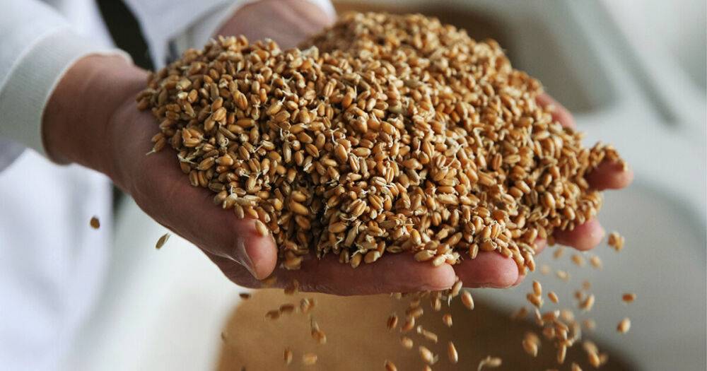 Египет запретил своим фермерам продавать пшеницу
