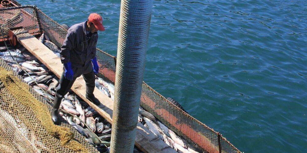 Россия запретила Японии ловить рыбу возле Курил из-за «отказа платить квоты» — представитель диктатора Путина