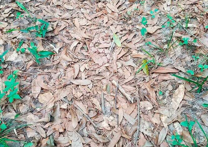 «Загадочная» фотография из леса озадачила интернет-пользователей