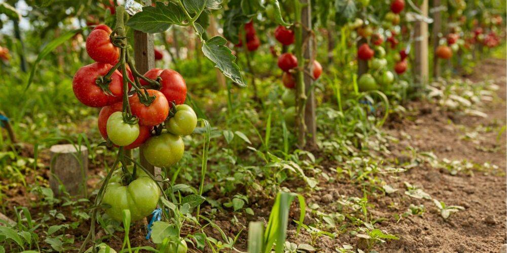 Как подвязать помидоры: Лучшие способы и советы по выращиванию томатов