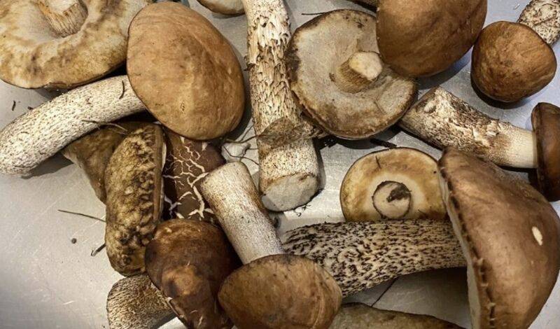 В Тюменской области временно запретили собирать грибы и ягоды