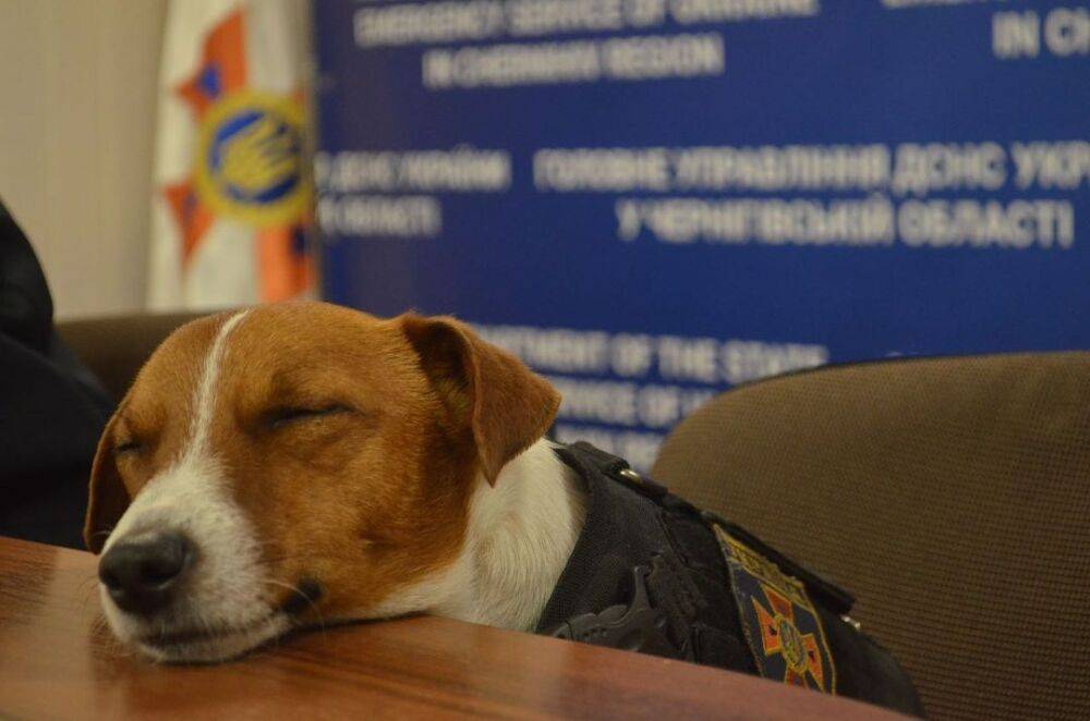 Анекдот дня: про планы пса-сапера Патрона | Новости Одессы