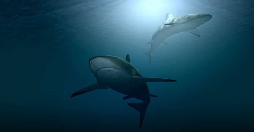 Ученые обнаружили акул, живших 135 миллионов лет назад
