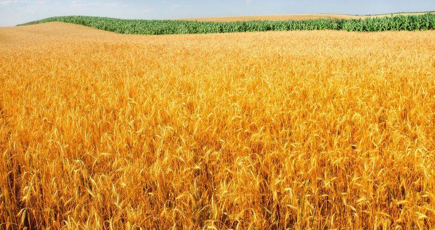 Япония переориентируется с риса на пшеницу: кризис изменил аграрный вектор страны