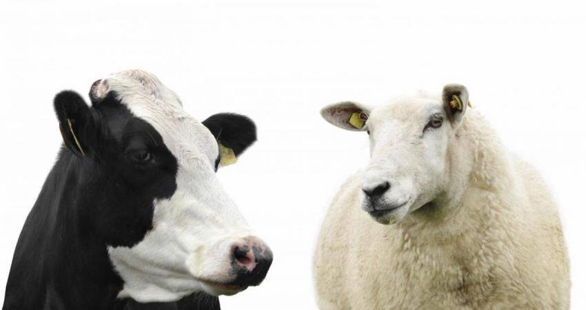 В Новой Зеландии введут налог на метановые отрыжки коров и овец
