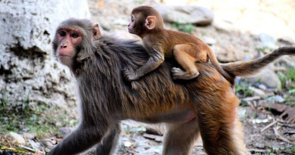 Из-за стигматизации и расизма: ВОЗ переименует вирус оспы обезьян