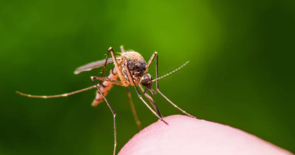 Байден и боевые комары: в России выдали новый фейк о биолабораториях США в Украине