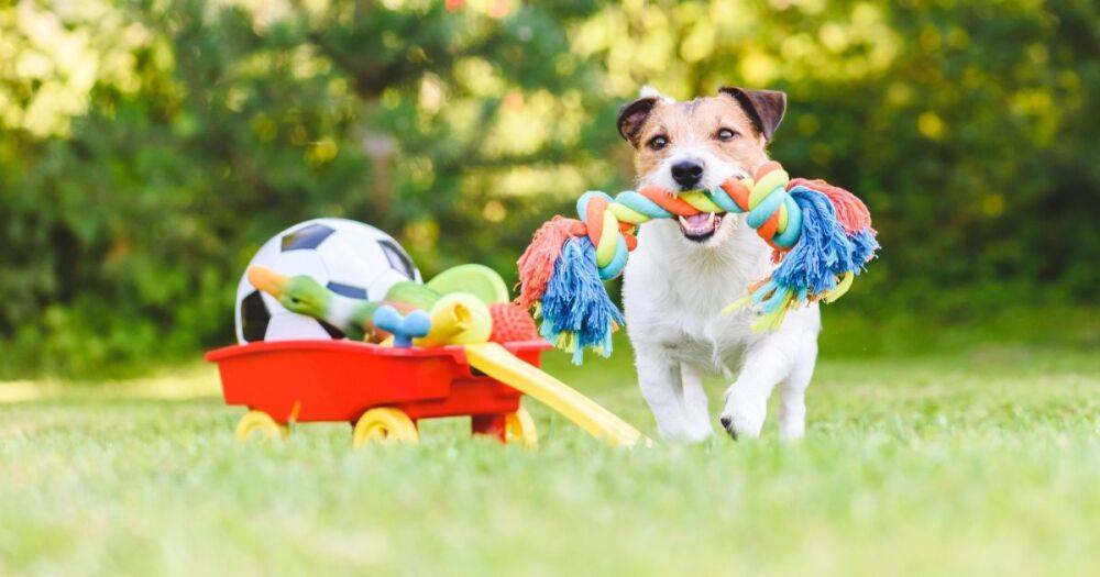 Ученые рассказали, как собаки воспринимают свои игрушки