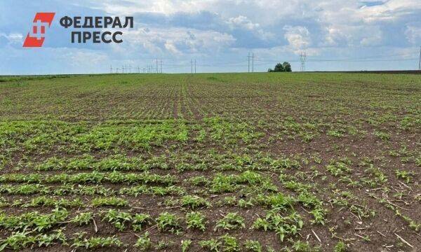 На Среднем Урале начали выращивать коноплю – губернатор раскрыл объем инвестиций