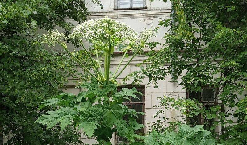 В Тобольске на одной из улиц заметили опасное растение