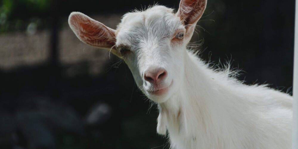 Новое биологическое оружие. В Запорожской области коза «обезвредила» несколько растяжек, ранив при этом оккупантов