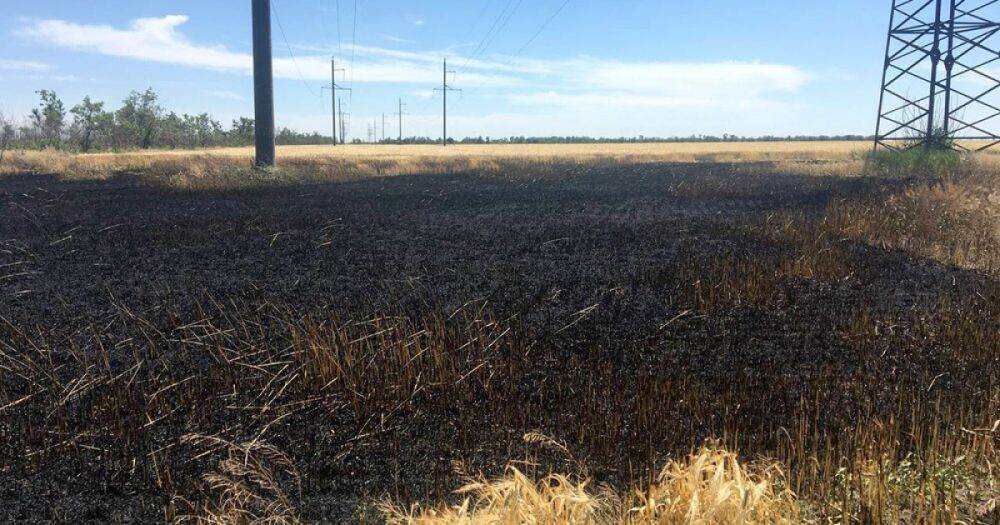 В Николаевской области из-за обстрелов сгорело 80 гектаров пшеницы (ФОТО)