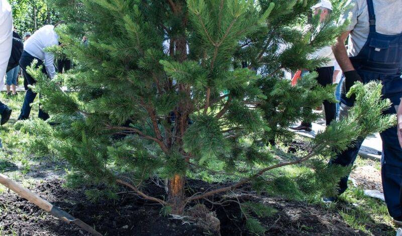 Более 400 деревьев высадят в Аптекарском саду Тобольска
