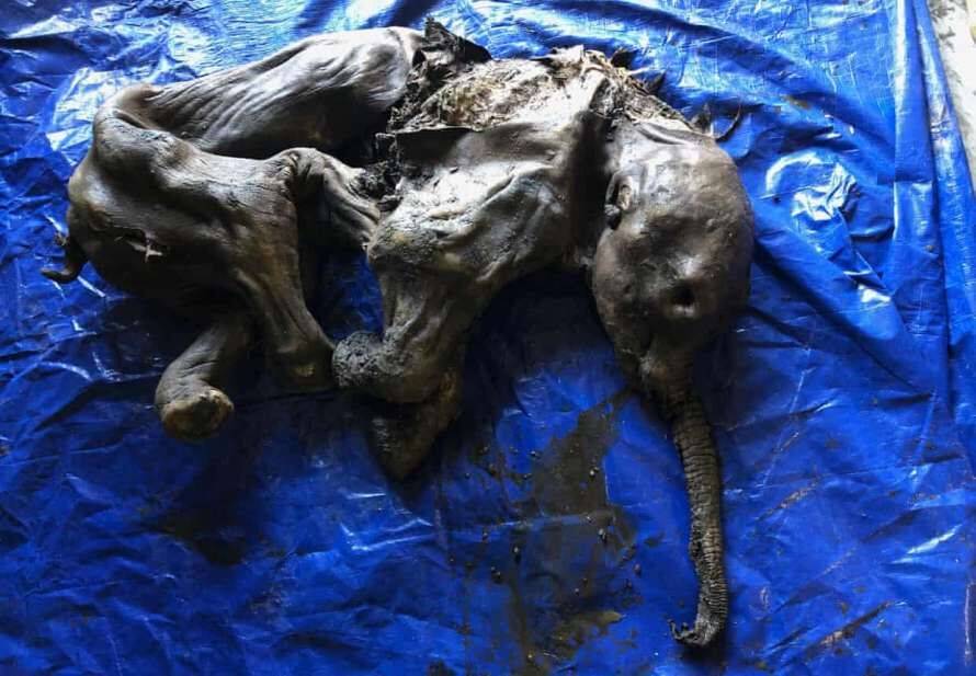 В Канаде нашли мумию мамонтенка возрастом 35 000 лет