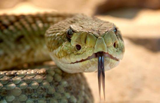 Инструкция ВК: правила безопасности при контакте со змеей