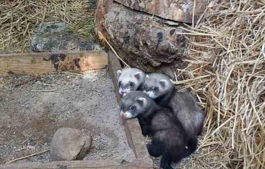 В Одесском зоопарке очередное приятное пополнение | Новости Одессы