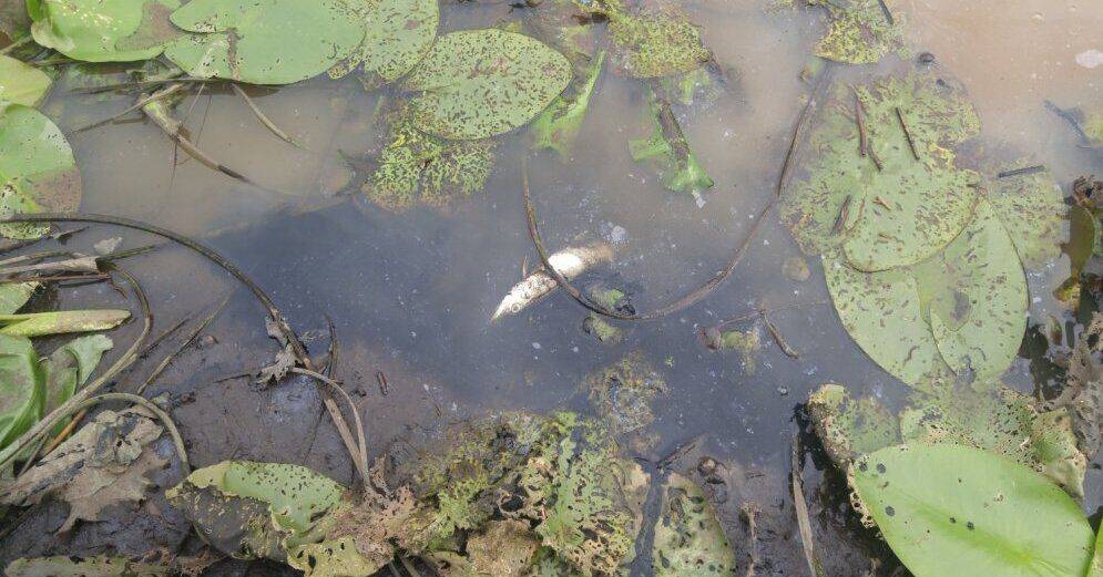 В реке Айвиексте массово гибнет рыба: виноваты сильный паводок и аномальная жара