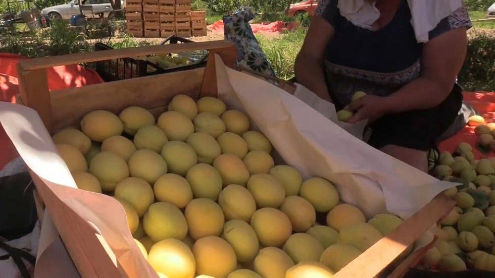 Армянские абрикосы: проблемы экспорта