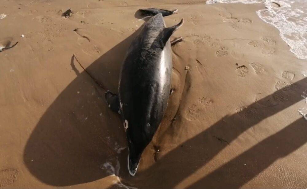 Черное море на грани катастрофы: орки уничтожили несколько тысяч дельфинов - побережье усеяно телами