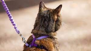 В немецком городе ввели «кошачий локдаун»: животных запретили выпускать на улицу