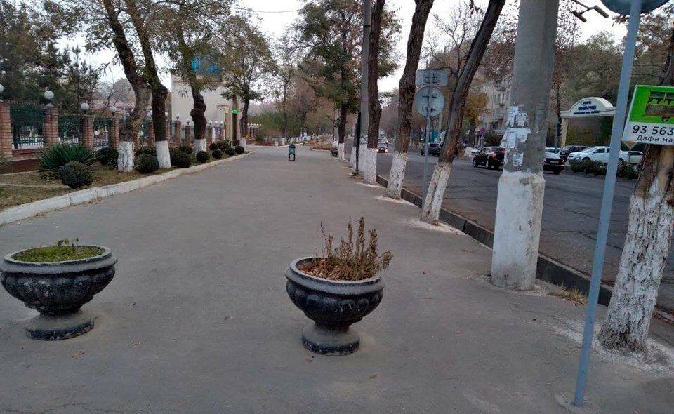Ташкентский хокимият призвал жителей активнее сообщать о случаях безответственного отношения к деревьям