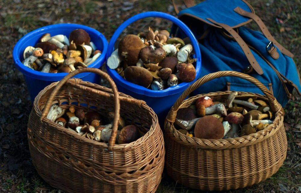 В лесах России стали собирать больше грибов, ягод, орехов и трав