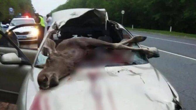 В Ленобласти автомобиль насмерть сбил лося