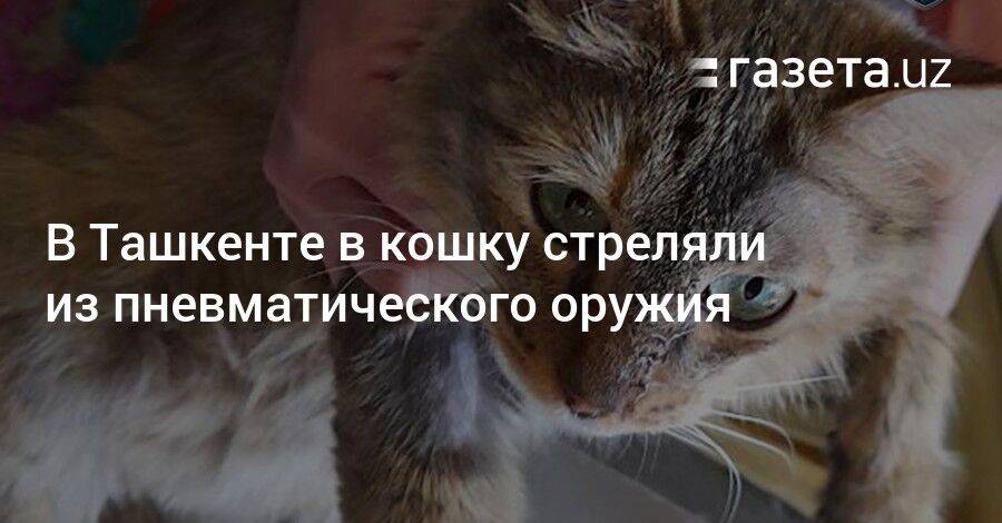 В Ташкенте в кошку стреляли из пневматического оружия
