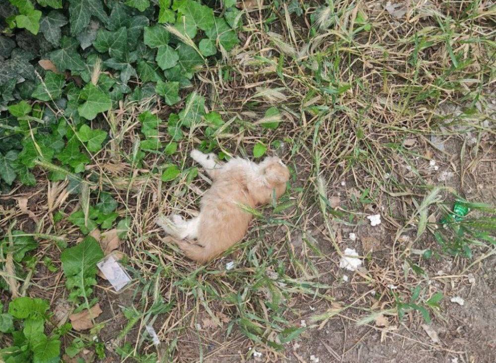 В Ташкенте неизвестные лица травят собак и кошек. Погибло как минимум 10 бездомных животных, пострадали еще семеро домашних питомцев