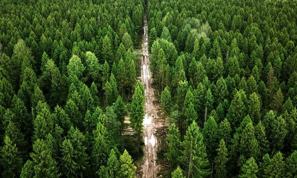 В Тверской области проверяют леса