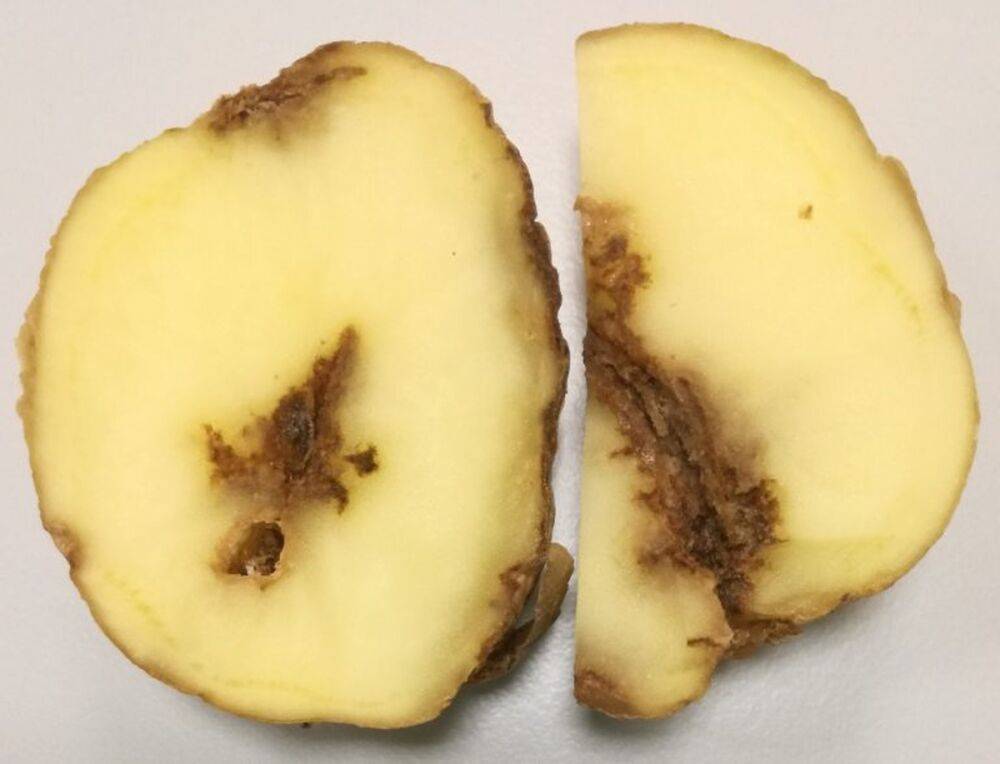 Специалисты Россельхознадзора рассказали, как избежать картофельной нематоды на участке