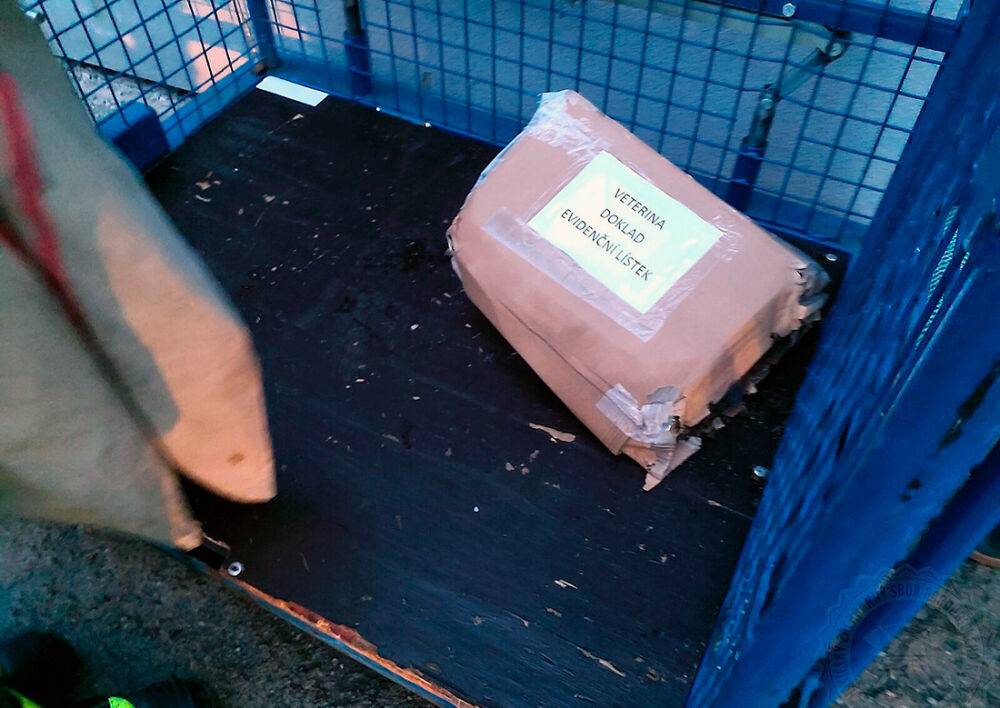 В Чехии на почту пришла посылка с живыми пчелами. Они вырвались и покусали сотрудника