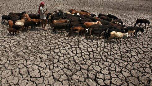 Исследователи предупреждают: жара будет убивать урожай и людей