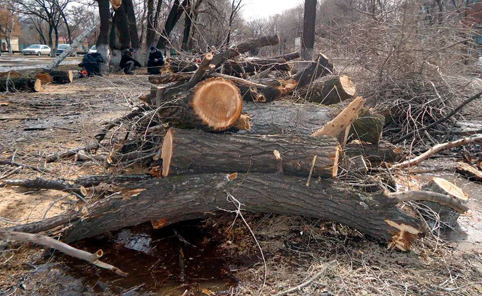 Количество незаконно вырубленных деревьев уменьшилось на 55% – Госкомэкологии