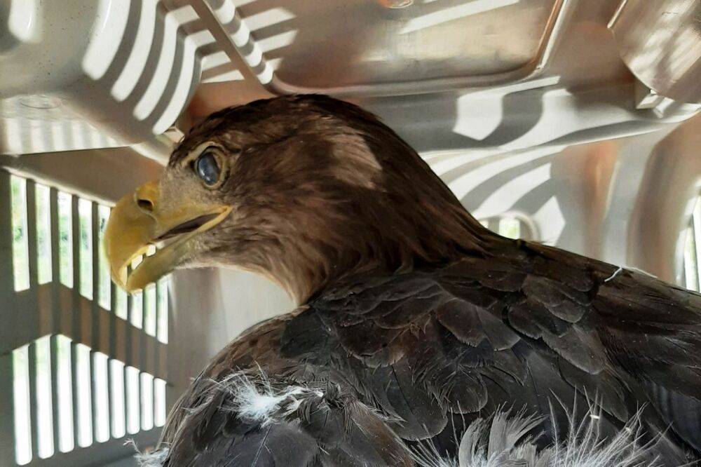 В Одессу залетела огромная хищная птица: орлан-белохвост (фото) | Новости Одессы