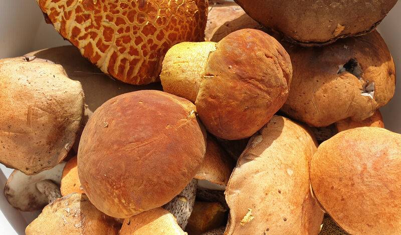 В Тюменской области нашли четверых заблудившихся грибников