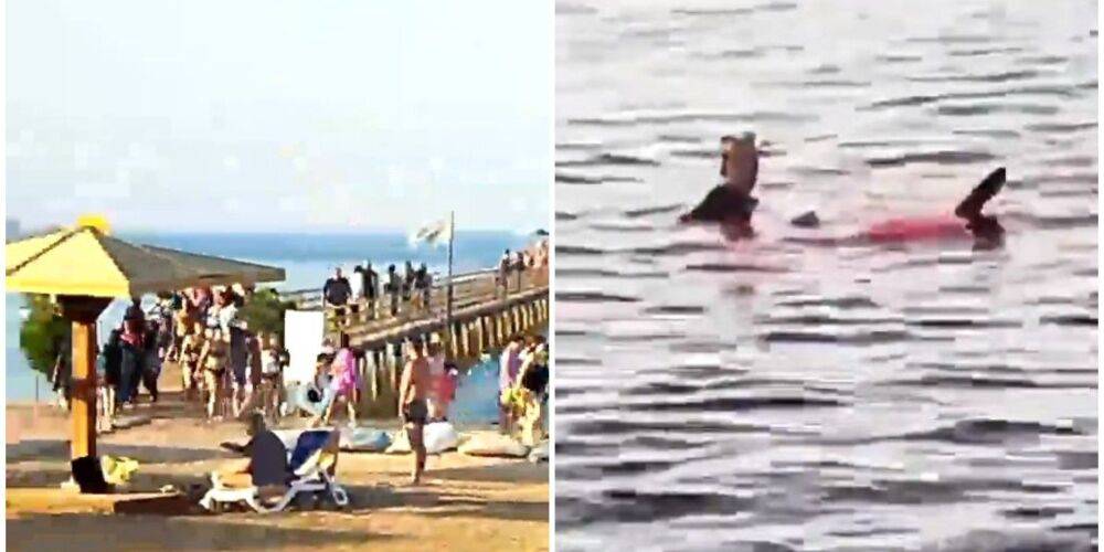 В Хургаде на туристку напала акула. Женщина погибла — видео