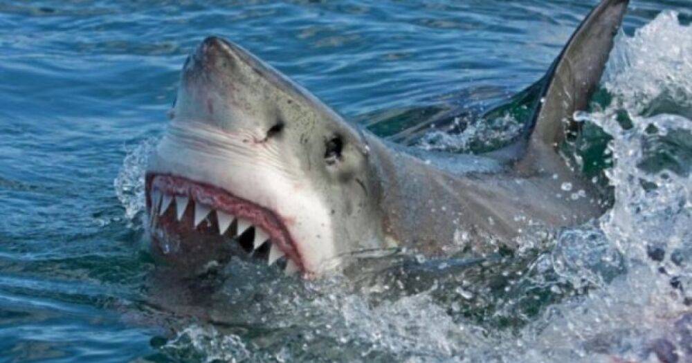 В Египте акула откусила женщине конечности (ВИДЕО 18+)