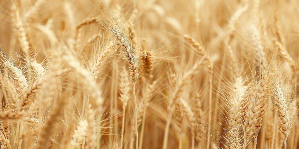 $250 млн для украинских фермеров. США помогут собрать, посеять и экспортировать зерно из Украины