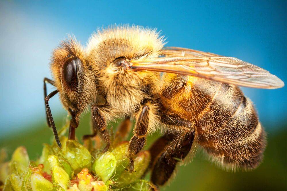 Россельхознадзор проверяет пчел