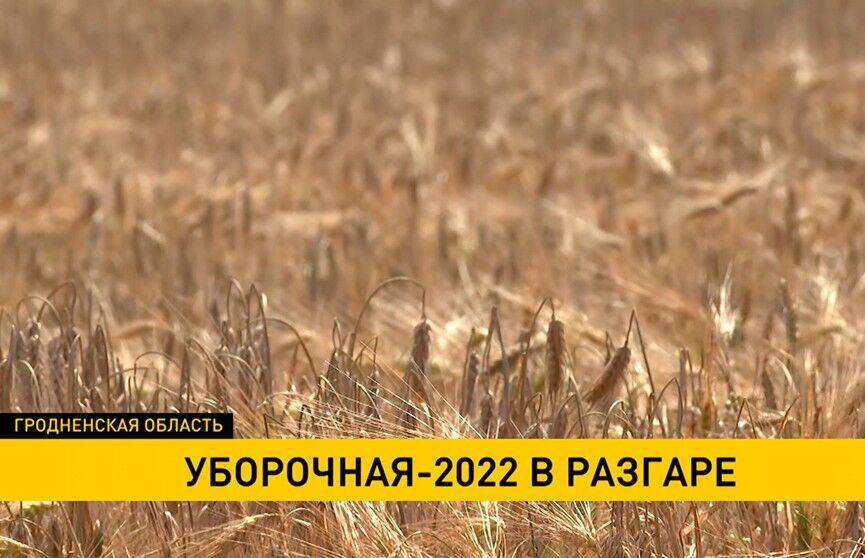 Аграрии Гродненщины намерены убрать в этом году более 1,5 млн тонн зерна