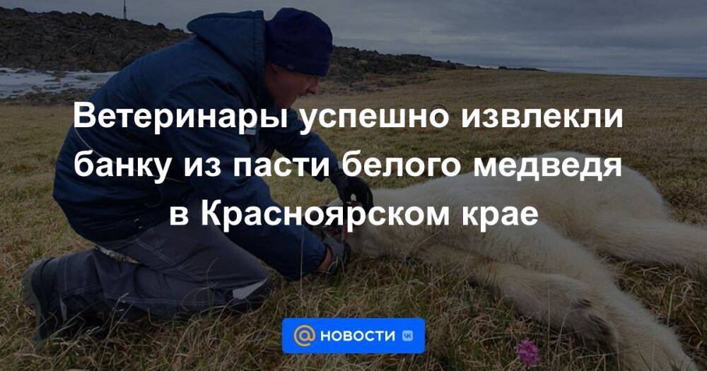 Ветеринары успешно извлекли банку из пасти белого медведя в Красноярском крае