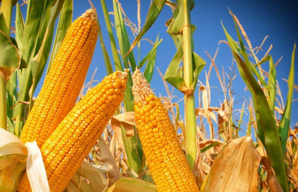 В Тверской области проверили поля с кукурузой