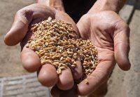 Reuters: пшеница подорожала в понедельник после удара по украинскому порту