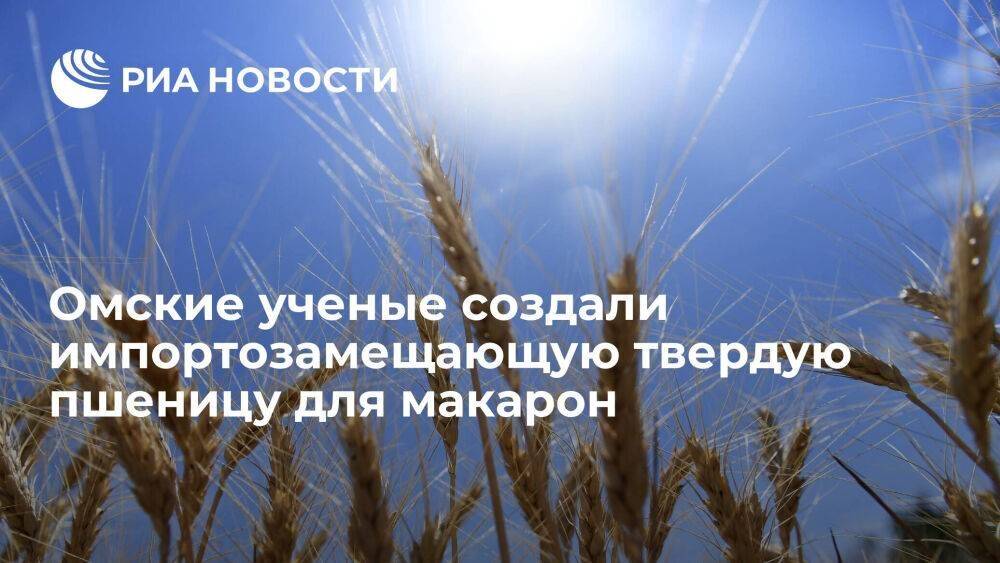В Омском аграрном научном центре создали импортозамещающую твердую пшеницу для макарон