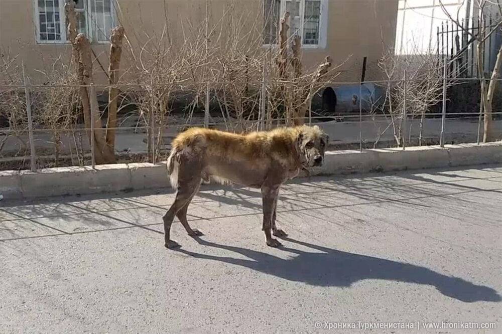 Станут ли меньше убивать? В Туркменистане принят закон о гуманном обращении с собаками