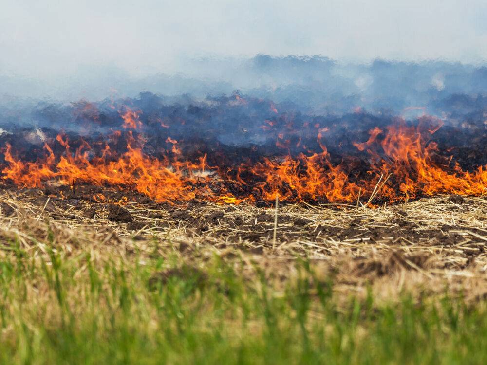 В Херсонской области оккупанты уничтожили более 200 гектаров урожая за сутки
