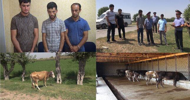 Трое жителей Джайхуна задержаны за кражу крупного рогатого скота