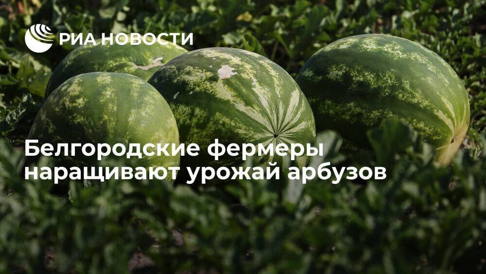 Фермеры Белгородской области в этом году планируют собрать две тысячи тонн арбузов