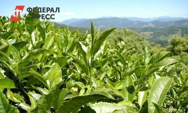 Чай и мед из Якутии будут экспортировать в ОАЭ и Китай